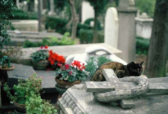 Katze auf römischem Friedhof