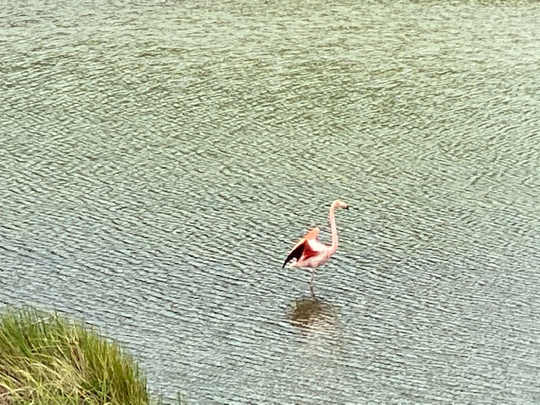 Ein Galáqpagos-Flamingo