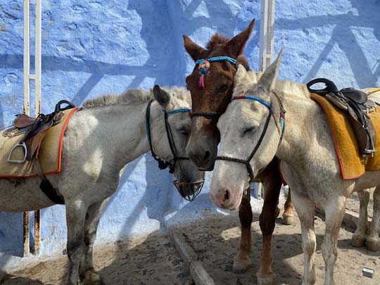 Ein allerliebstes Bild